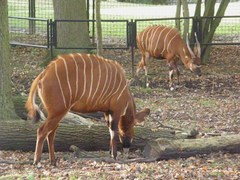Tragelaphus eurycerus