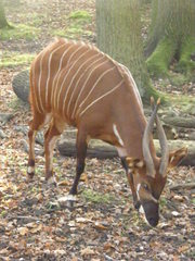 Tragelaphus eurycerus