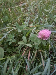 Trifolium pratense