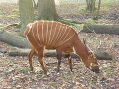 Tragelaphus eurycerus