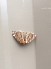 Eulithis molliculata