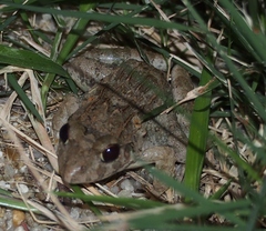 Fejervarya limnocharis