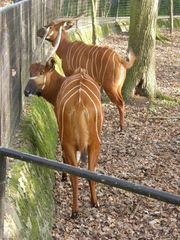 Tragelaphus eurycerus