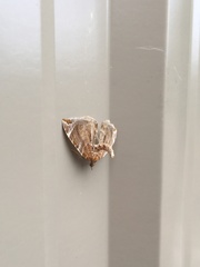 Eulithis molliculata