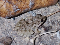 Fejervarya limnocharis