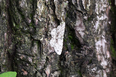 Ophthalmitis brevispina
