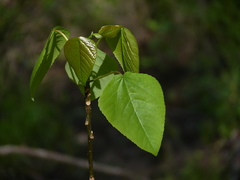 Populus heterophylla