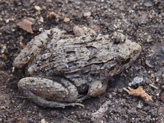 Fejervarya limnocharis