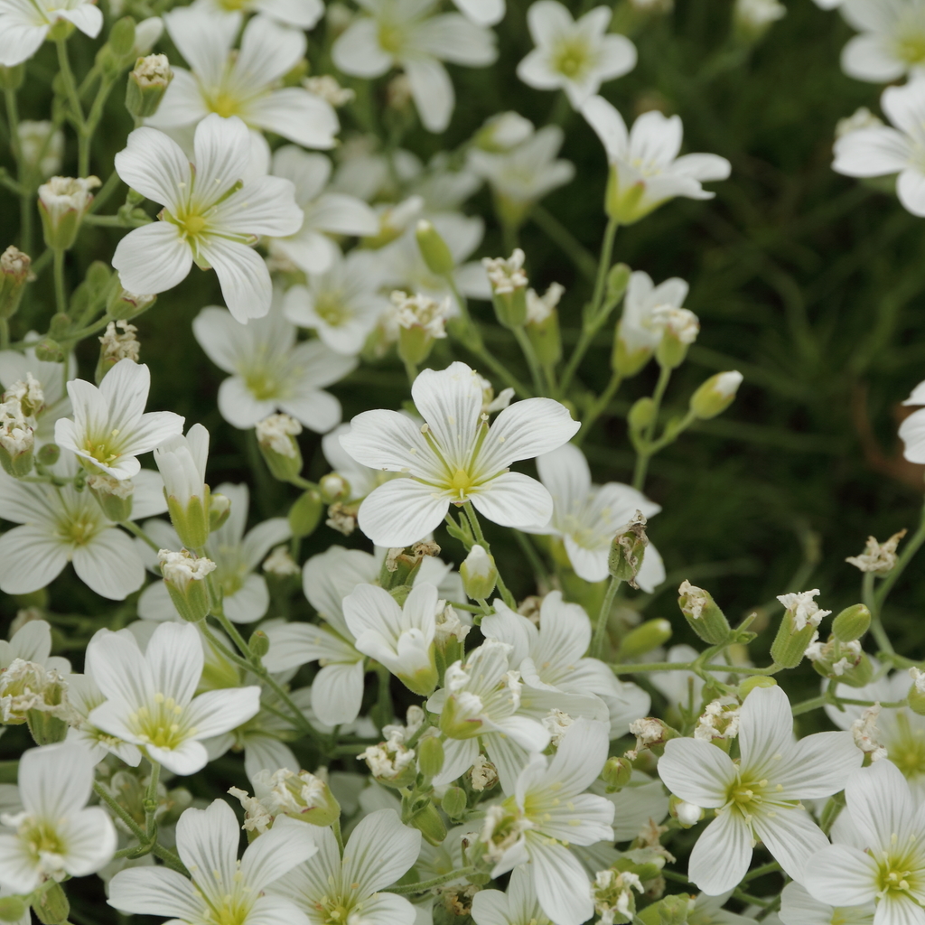 Cherleria langii