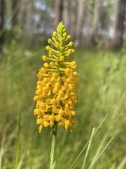 Platanthera integra