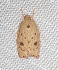 Prionocris complanula