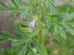 Leucospora multifida