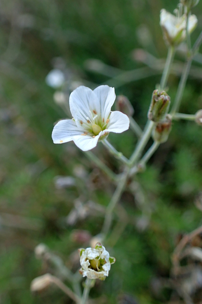 Cherleria laricifolia