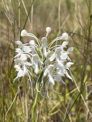 Platanthera blephariglottis conspicua