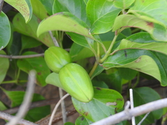 Decalepis hamiltonii