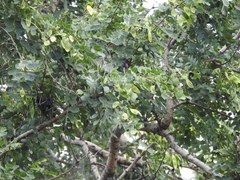 Albizia odoratissima