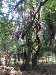 Hydrangea serratifolia