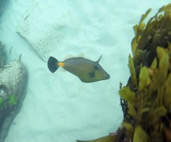 Meuschenia flavolineata