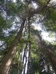Hydrangea serratifolia