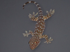Gekko gecko