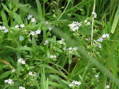 Myosotis stolonifera