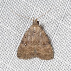 Tolpiodes oligolasia