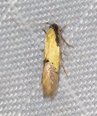 Opogona protodoxa