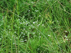 Myosotis stolonifera