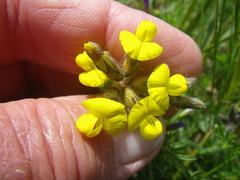 Lotononis involucrata