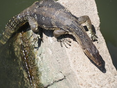 Varanus salvator macromaculatus