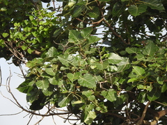 Ficus arnottiana