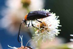 Cyphonotida rostrata