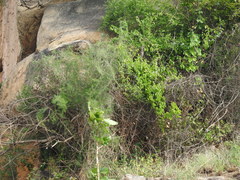 Asparagus racemosus