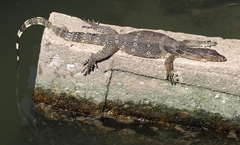 Varanus salvator macromaculatus