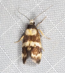 Chezala carphalea