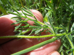 Lotononis involucrata