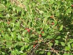 Erythroxylum monogynum