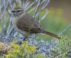 Sharp-Billed Canastero photo 3