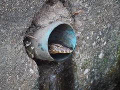 Varanus salvator macromaculatus