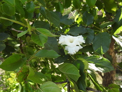 Dolichandrone atrovirens