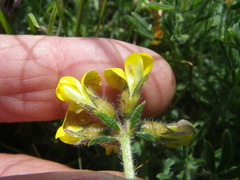 Lotononis involucrata