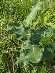 Asclepias amplexicaulis