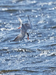 Sterna hirundo