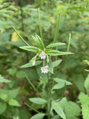 Epilobium roseum