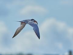 Sterna hirundo