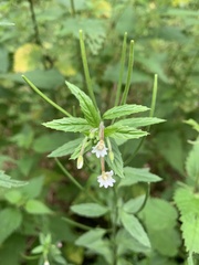 Epilobium roseum