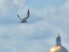 Sterna hirundo