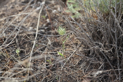 Eremopyrum orientale