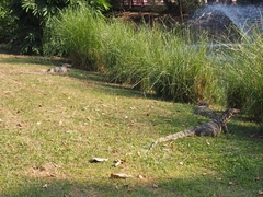 Varanus salvator macromaculatus