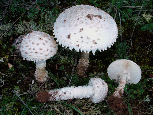 Amanita vittadinii (Moretti) Vittad.